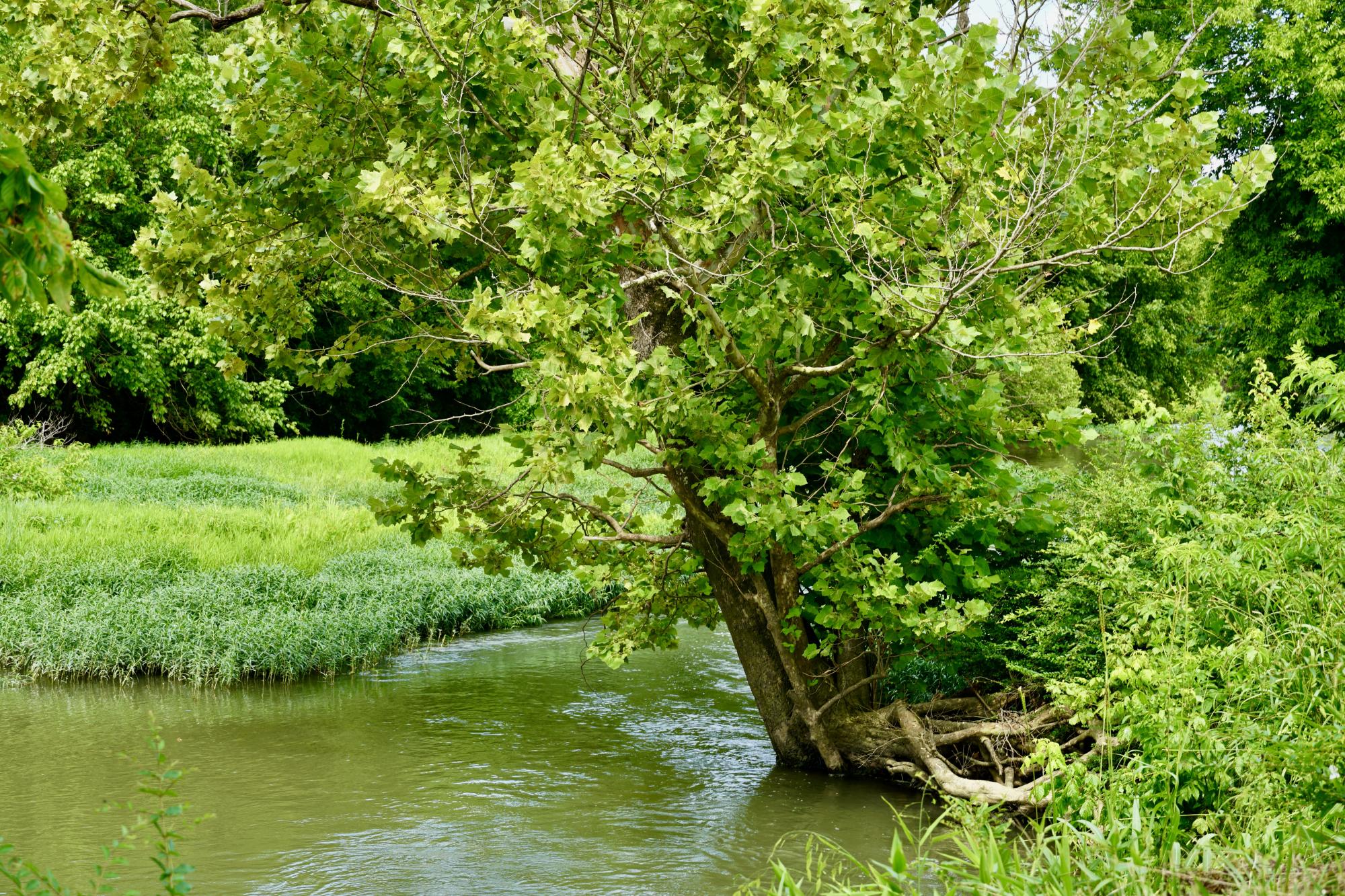 Driftwood in creek
